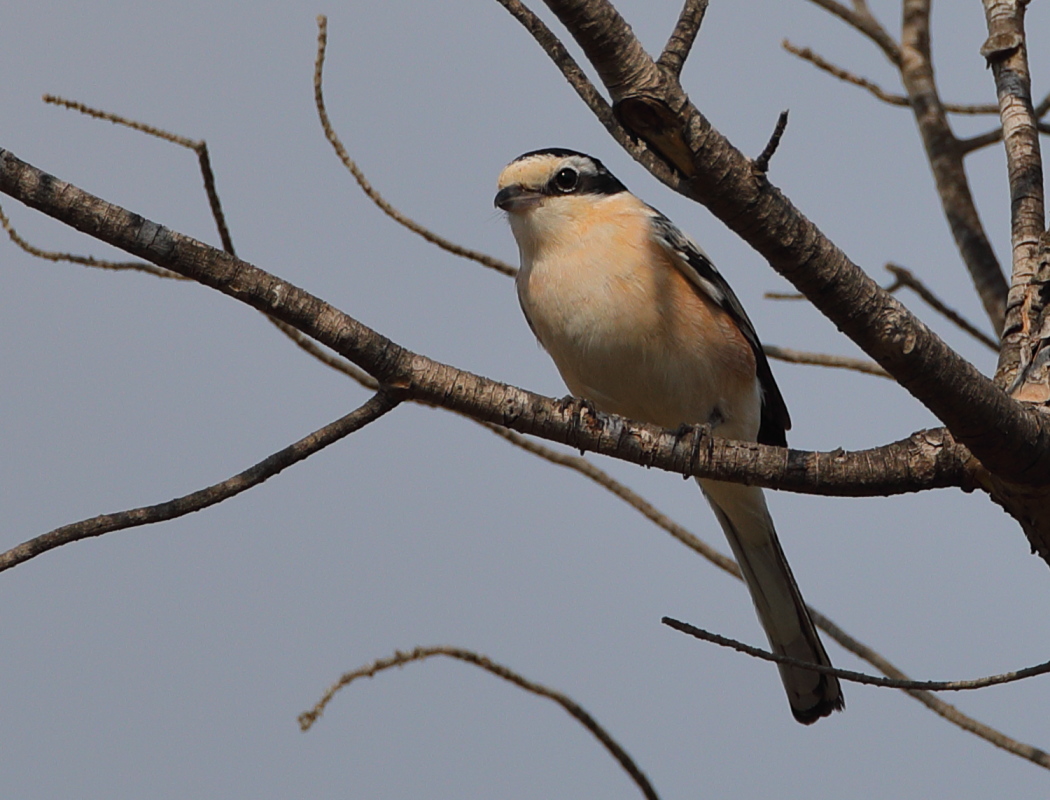Maskeli örümcekkuşu
