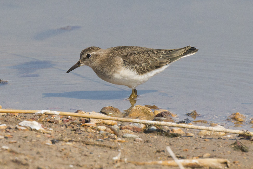 Sarıbacaklı kumkuşu