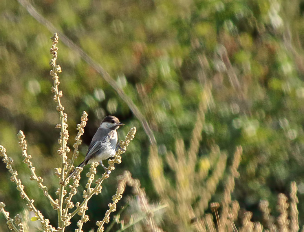 Akyanaklı baştankara