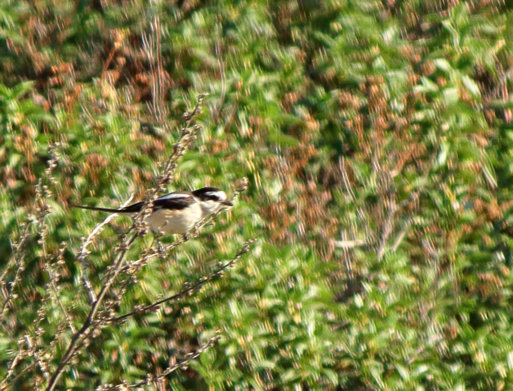 Maskeli örümcekkuşu