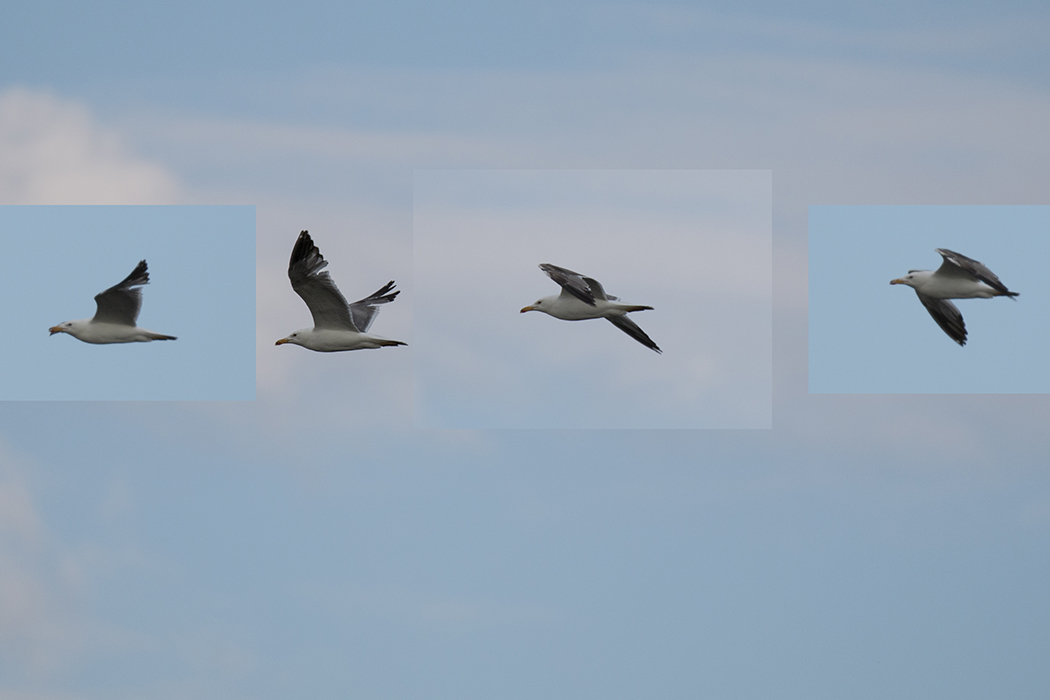 Van gölü martısı