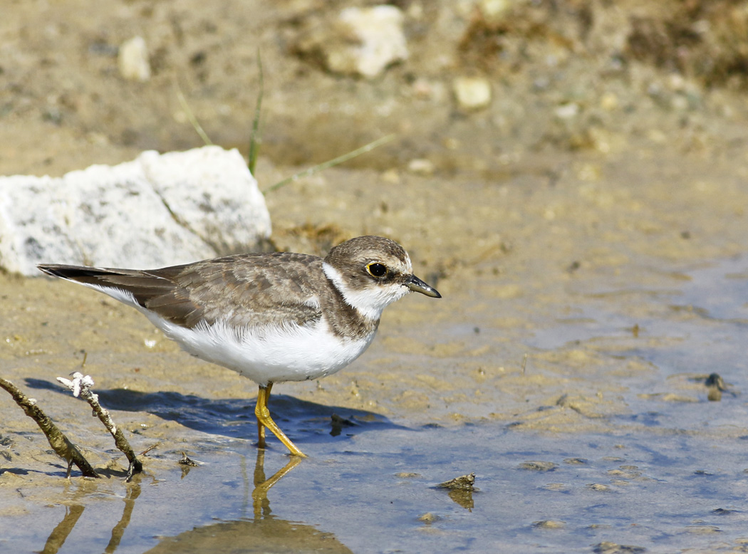 Halkalı küçük cılıbıt