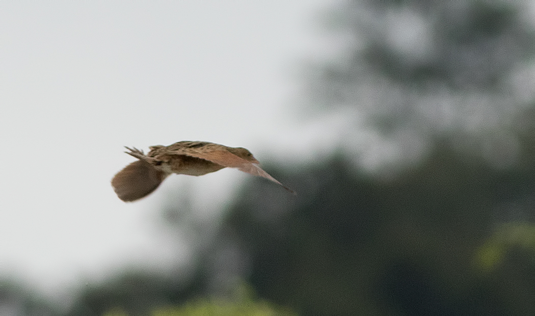 Bıldırcınkılavuzu