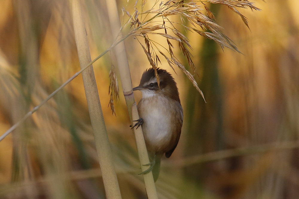 Bıyıklı kamışçın