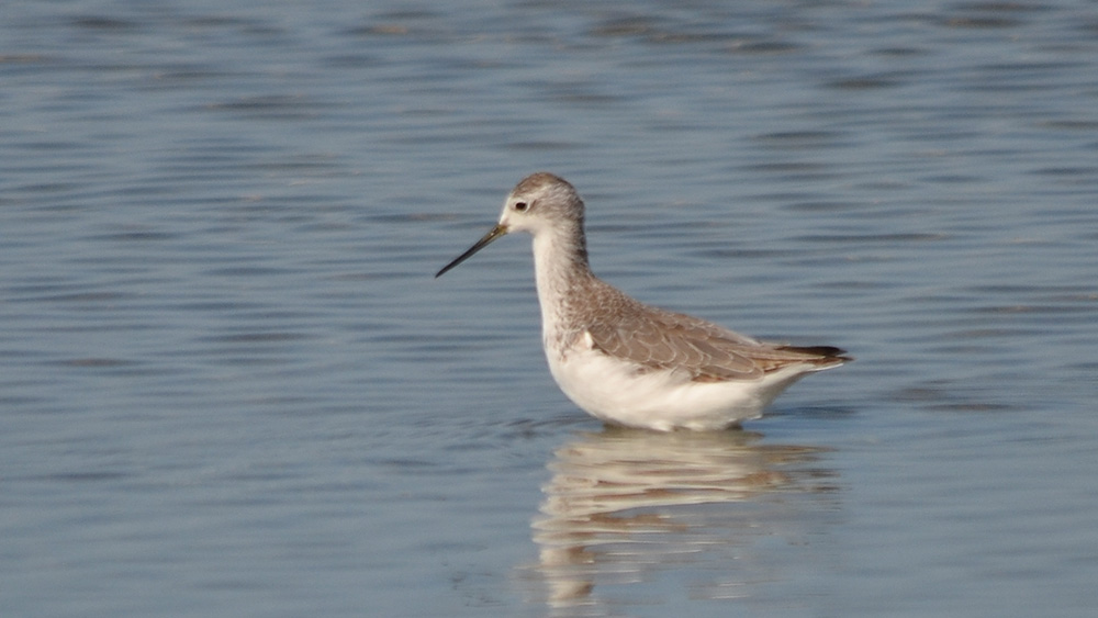 Bataklık düdükçünü