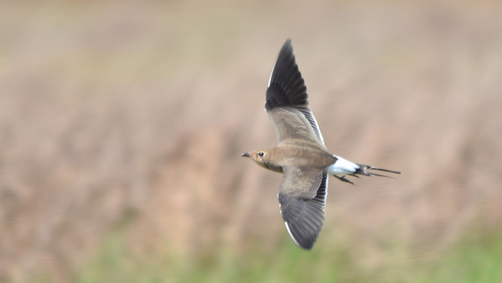 Bataklıkkırlangıcı