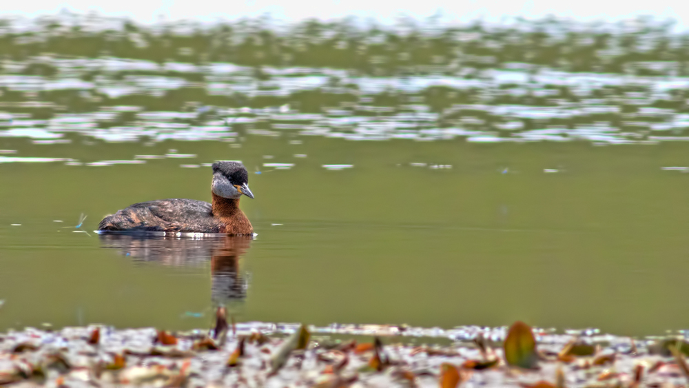 Kızılboyunlu batağan