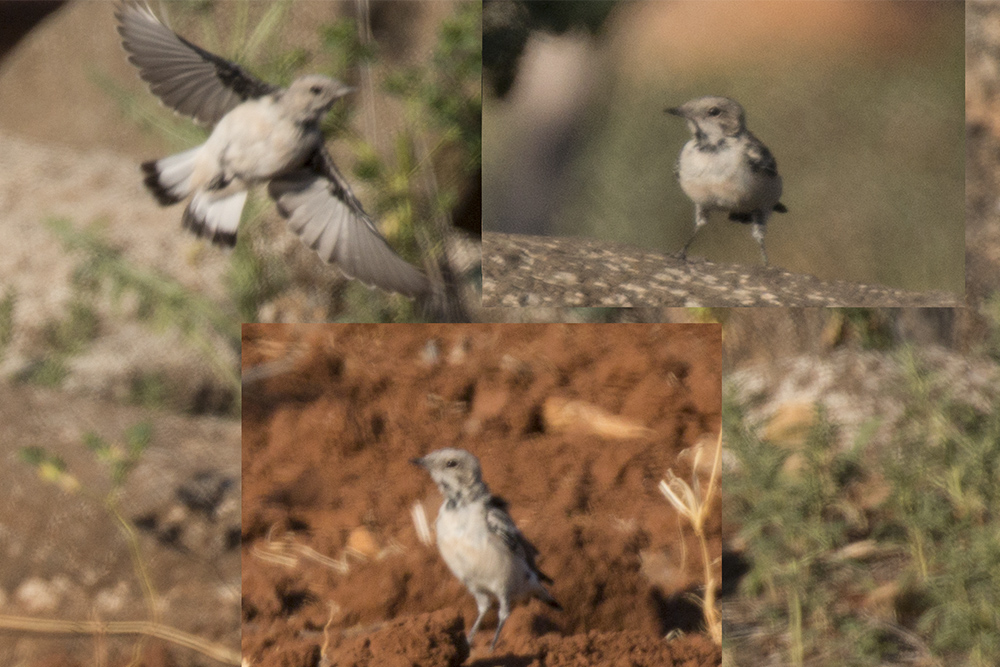 Aksırtlı kuyrukkakan