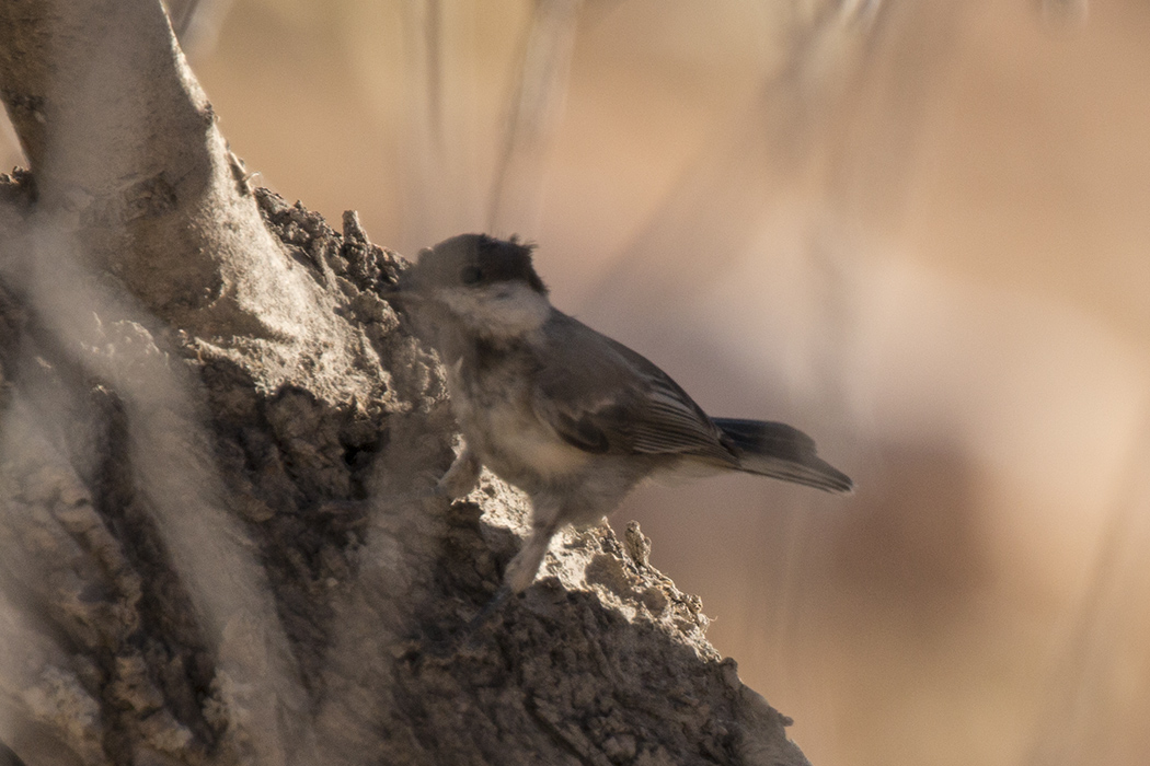 Akyanaklı baştankara