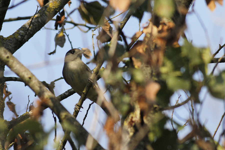 Karabaşlı ötleğen