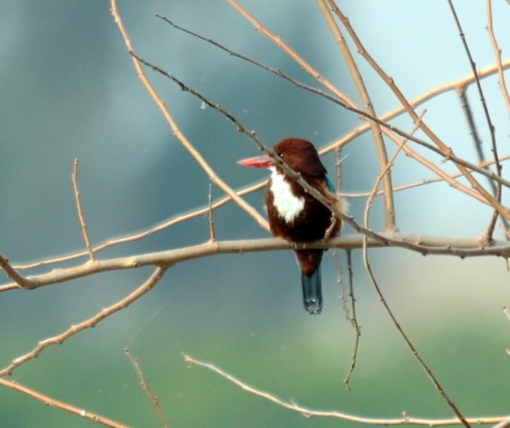 İzmir yalıçapkını