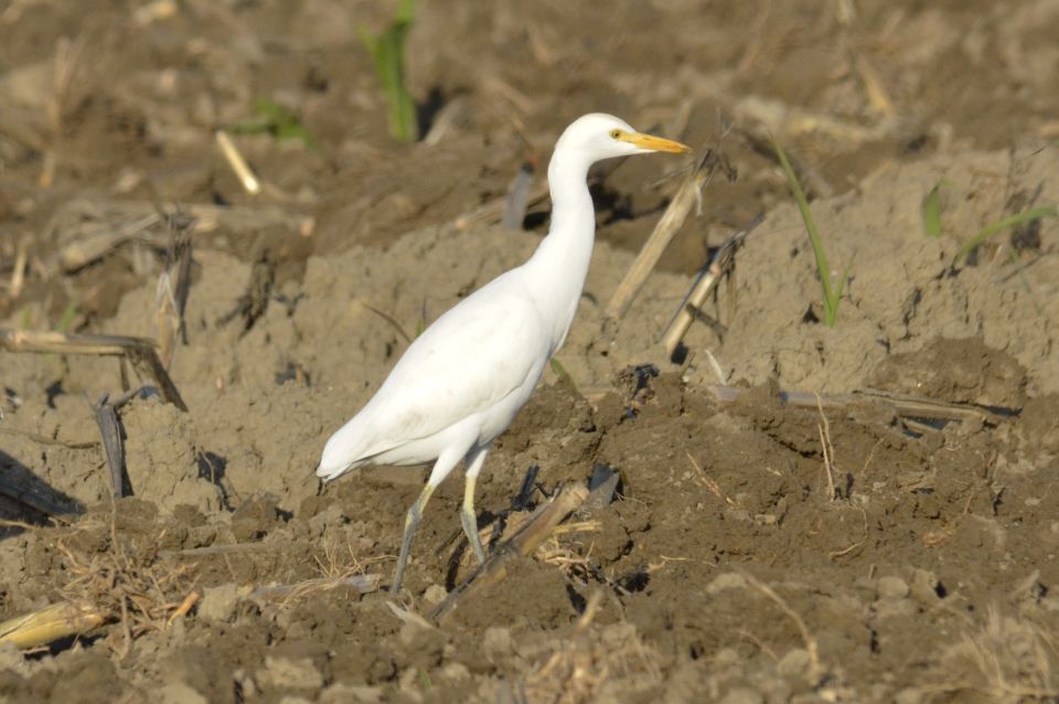 Sığır balıkçılı