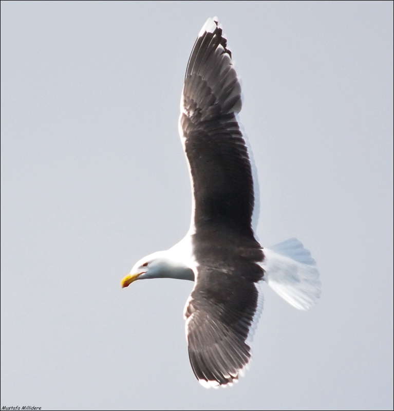 Büyük karasırtlı martı