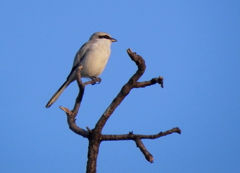 Büyük örümcekkuşu