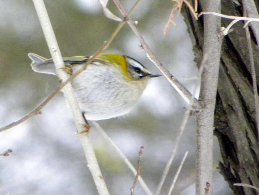 Sürmeli çalıkuşu