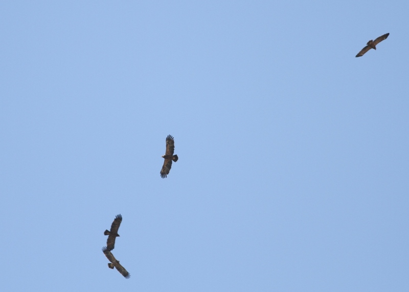 Küçük orman kartalı