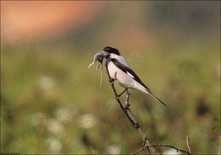 Karaalınlı örümcekkuşu