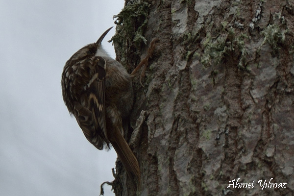 Bahçe tırmaşıkkuşu
