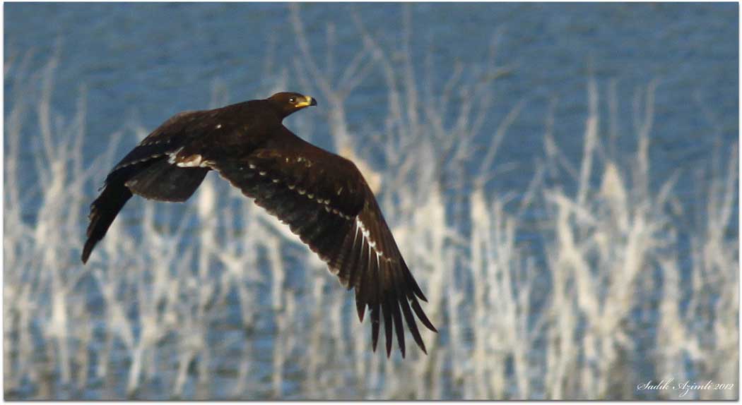 Küçük orman kartalı
