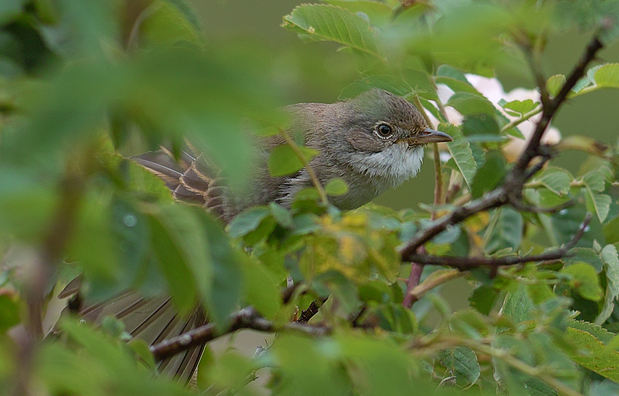 Akgerdanlı ötleğen