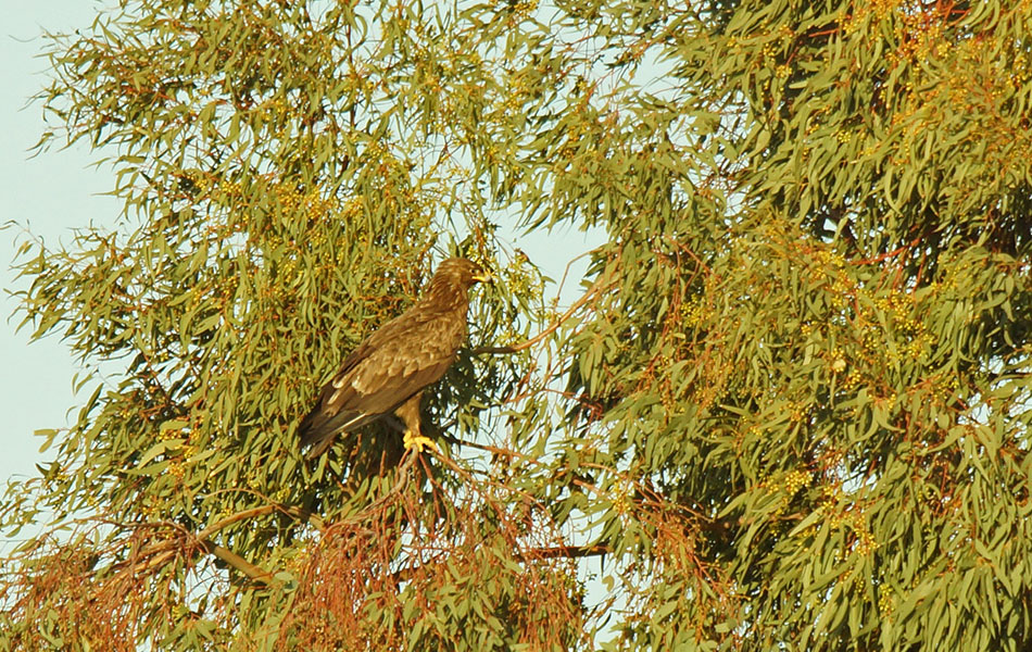 Küçük orman kartalı