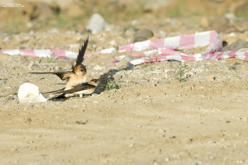 Kızıl kırlangıç