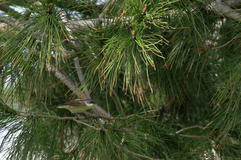 Küçük akgerdanlı ötleğen