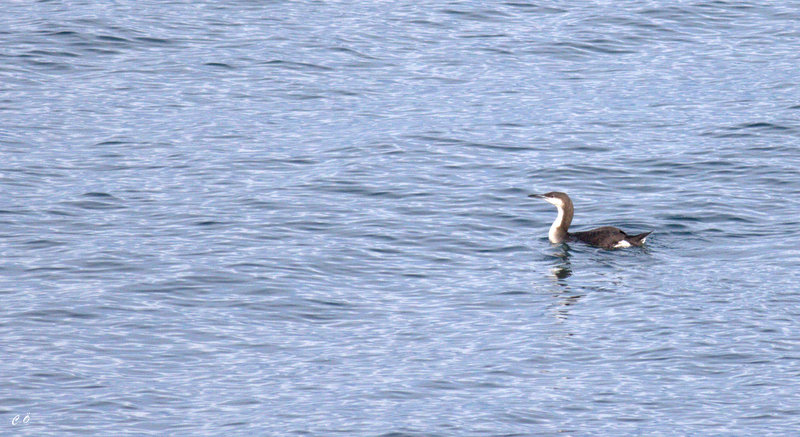 Karagerdanlı dalgıç
