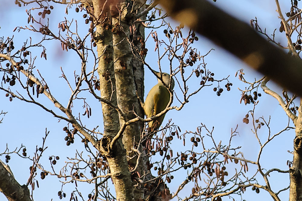 Küçük yeşil ağaçkakan