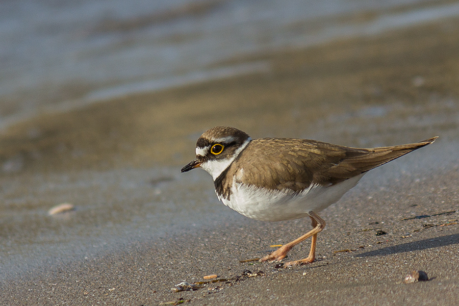 Halkalı küçük cılıbıt