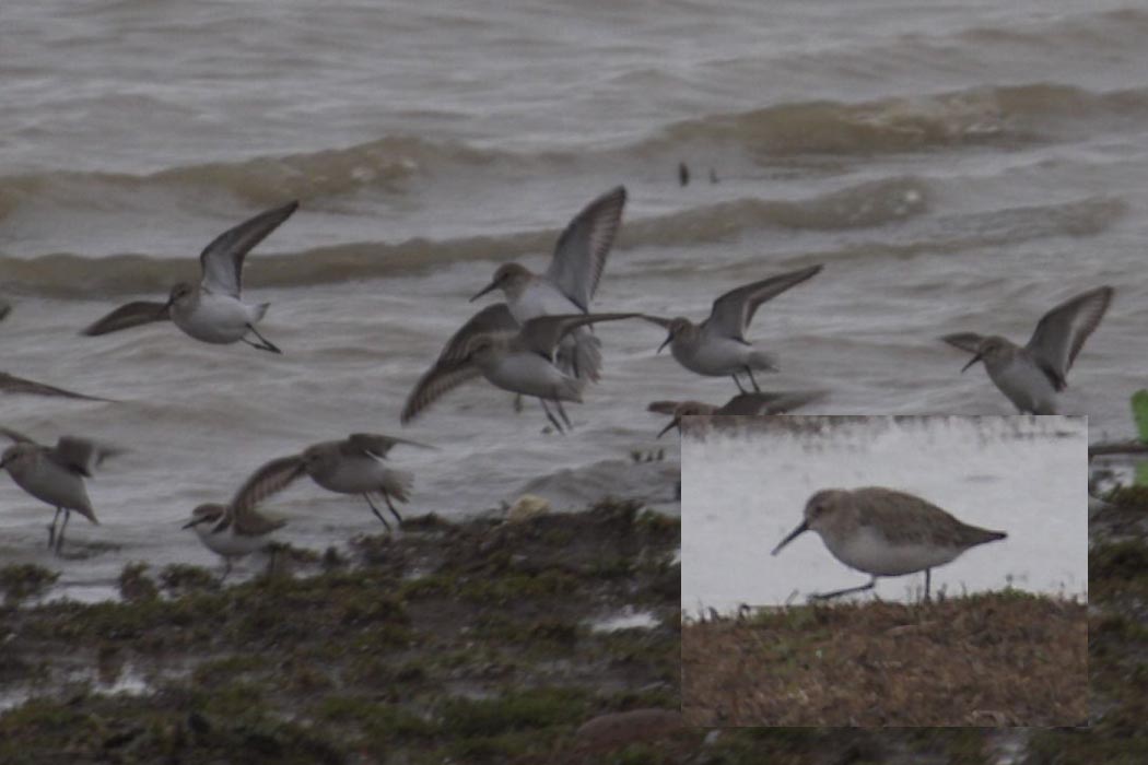 Karakarınlı kumkuşu