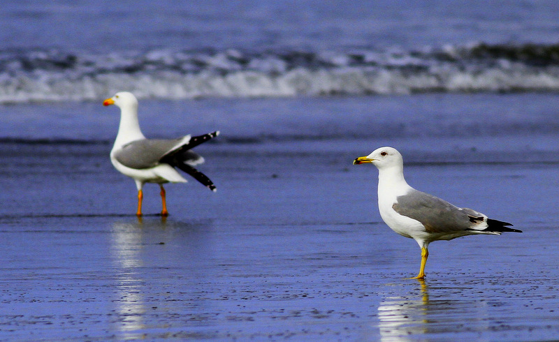 Van gölü martısı