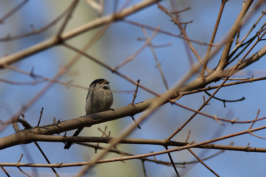 Uzunkuyruklu baştankara