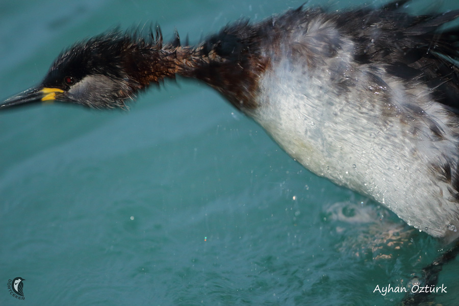 Kızılboyunlu batağan