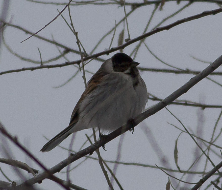 Bataklık Kirazkuşu