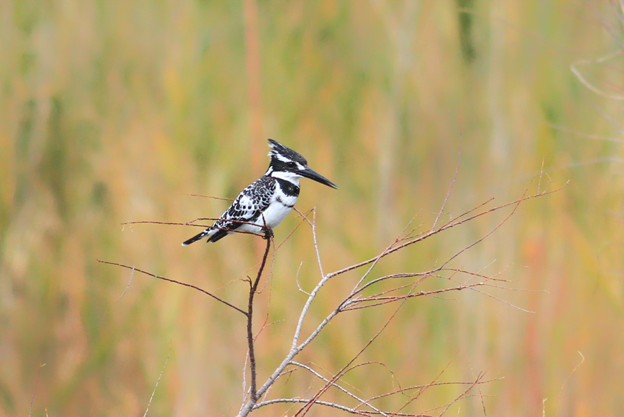 Alaca yalıçapkını