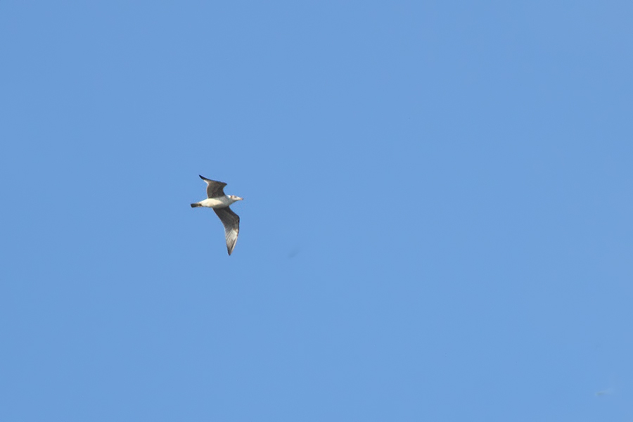 Büyük karabaş martı