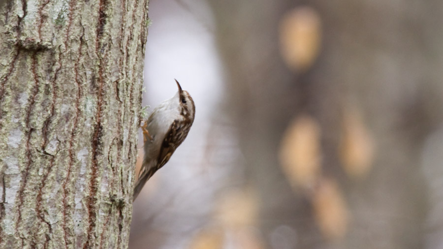 Orman tırmaşıkkuşu