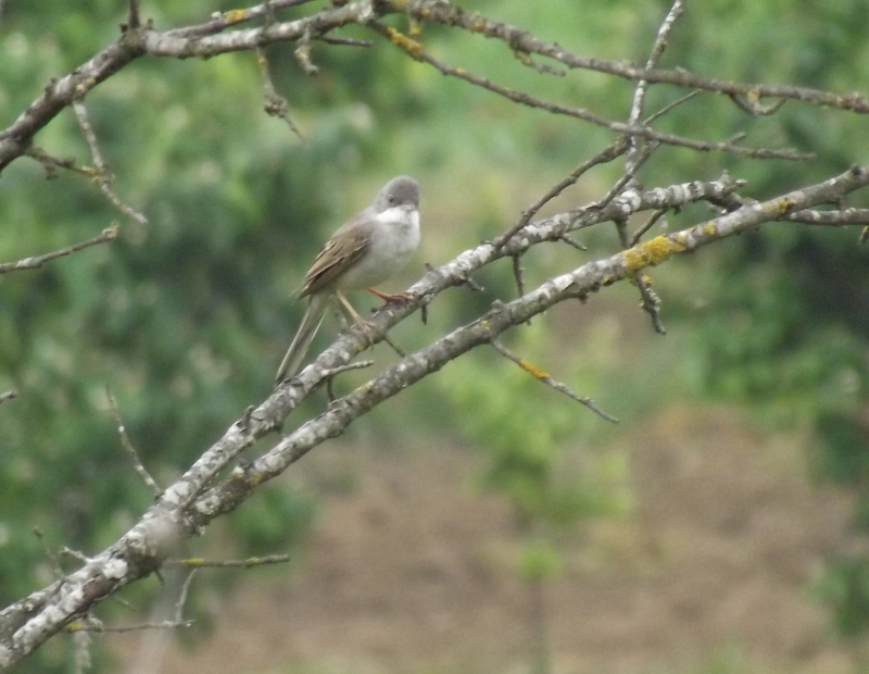 Akgerdanlı ötleğen