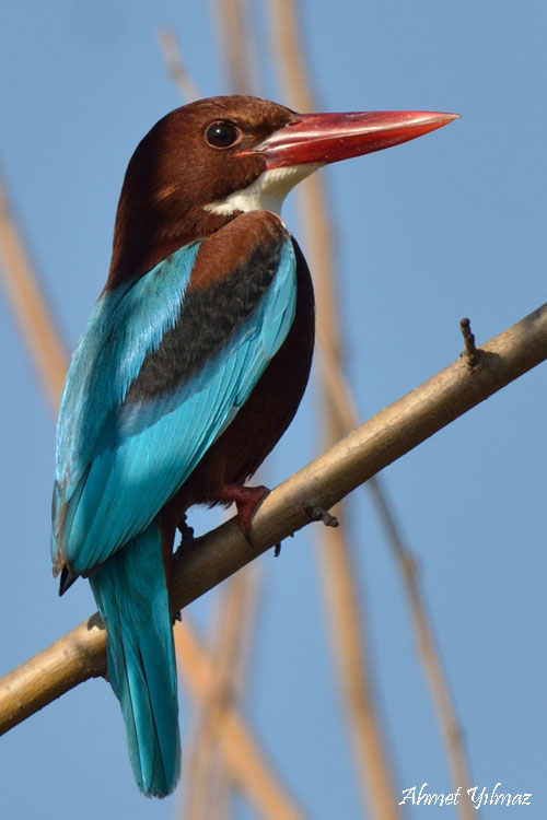 İzmir yalıçapkını