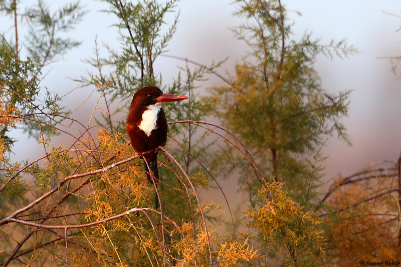 İzmir yalıçapkını