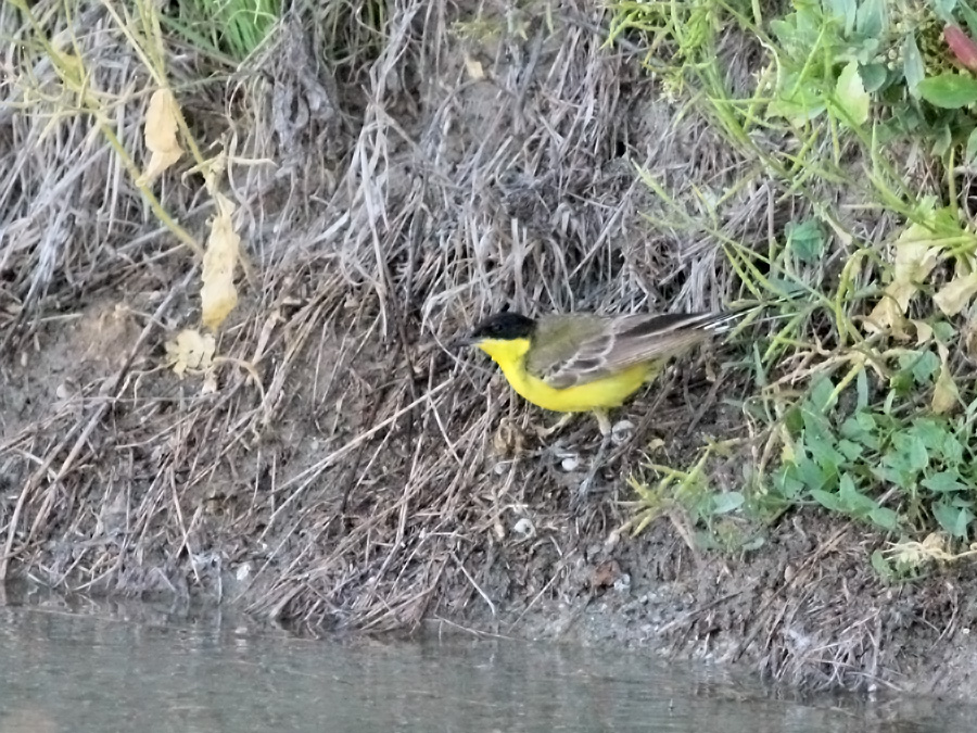 Sarı kuyruksallayan