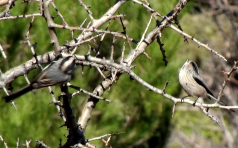 Uzunkuyruklu baştankara