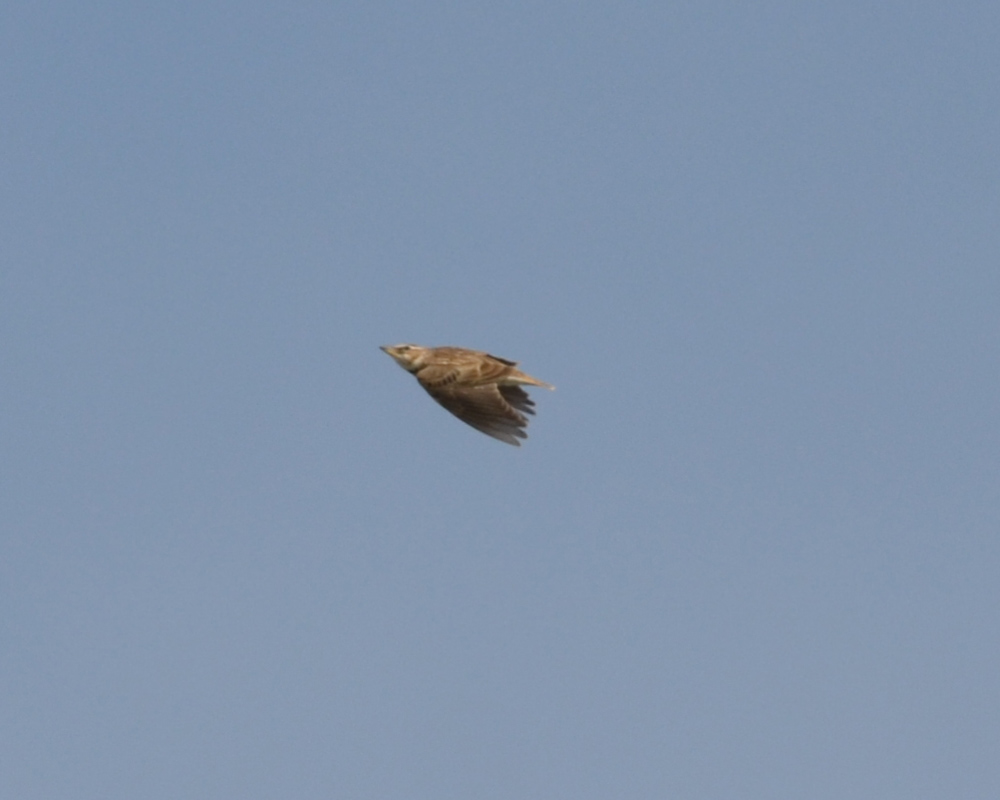 Küçük boğmaklı toygar