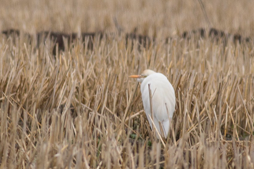 Sığır balıkçılı