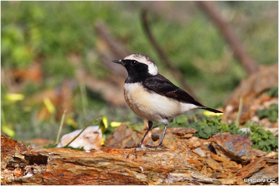 Kıbrıs kuyrukkakanı