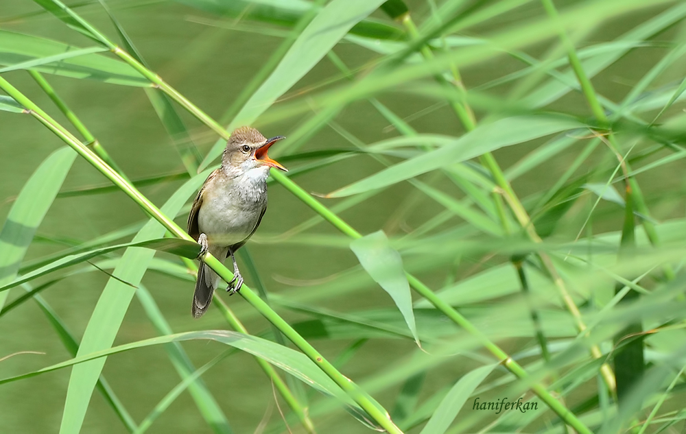 Büyük kamışçın
