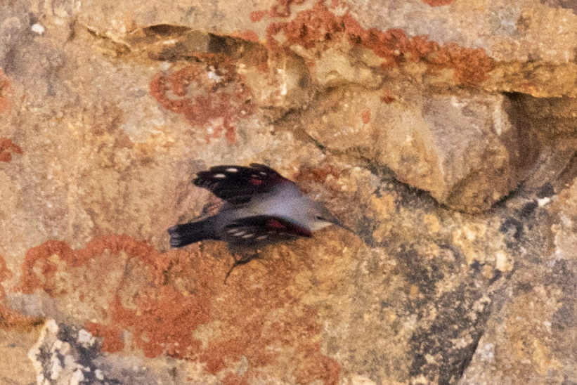 Duvar tırmaşıkkuşu