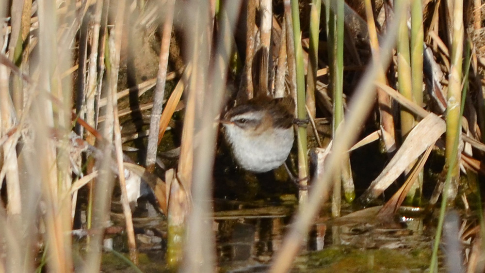 Bıyıklı kamışçın