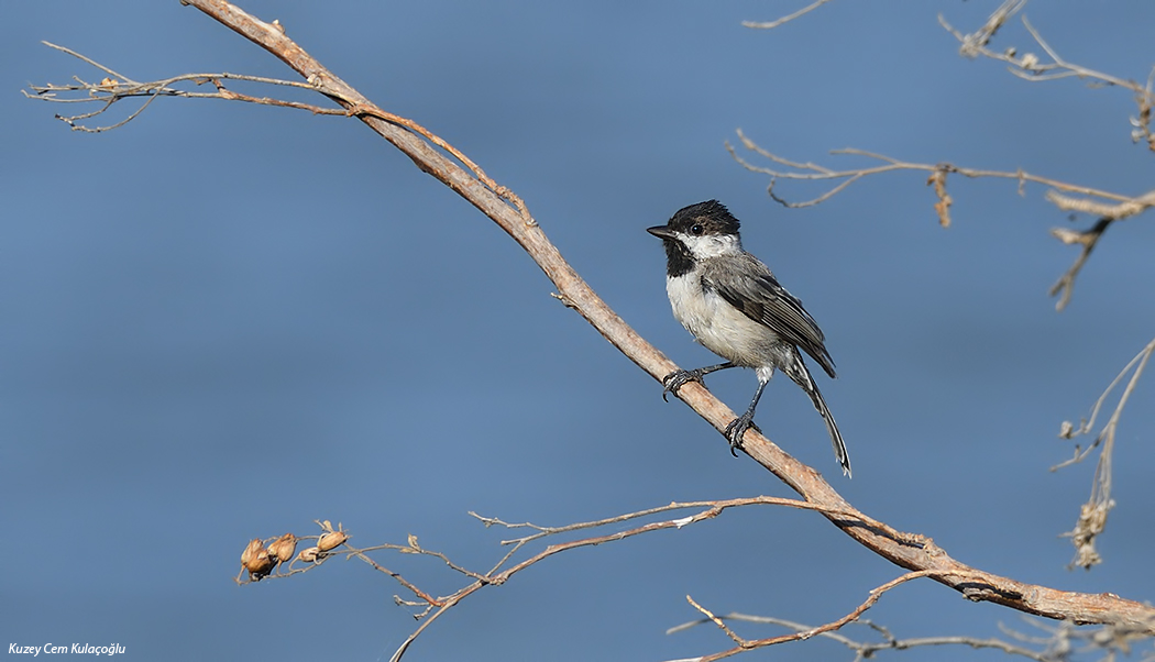 Akyanaklı baştankara
